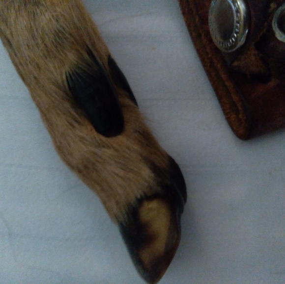 Antique Solingen Knife Stillborn Baby Deer Hoof - Picture 4 of 8